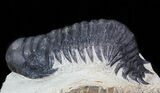 Bargain Crotalocephalina Trilobite #43450-2